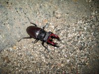 Photo of a stag beetle insect